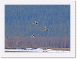 sinisorsat Mallard 8780 * 2648 x 1929 * (2.2MB)